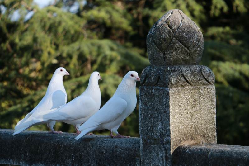 三白鸽栖石栏图片