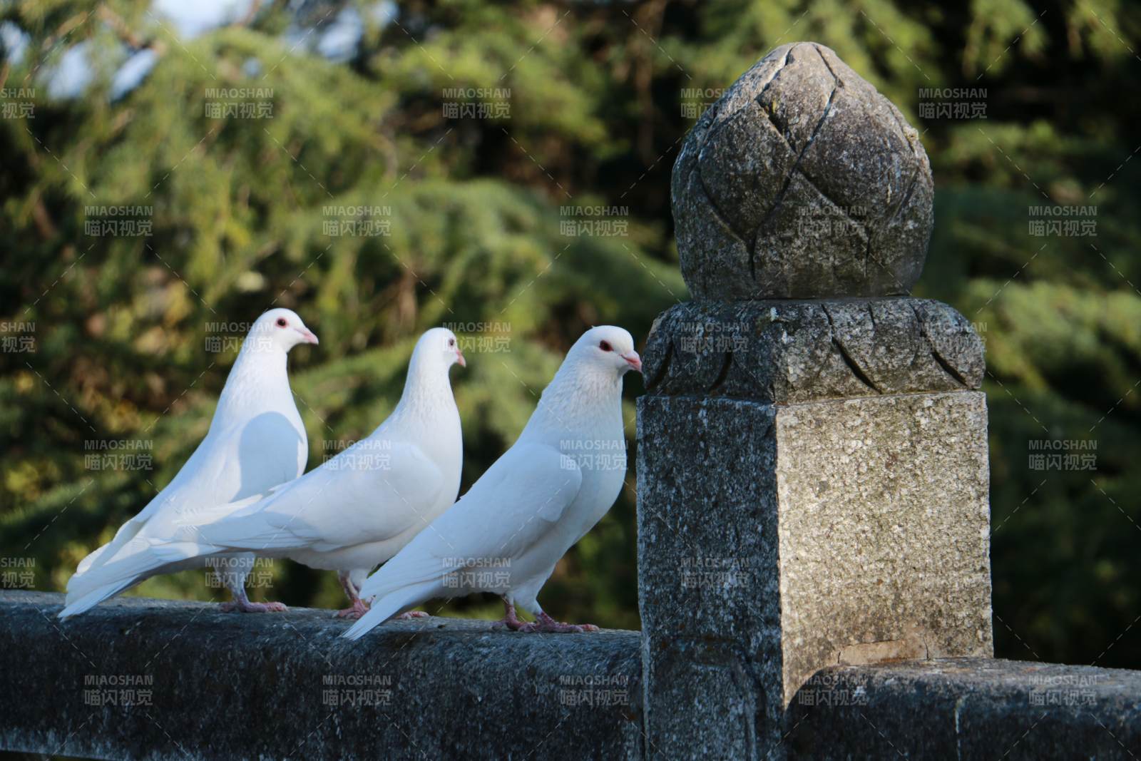 三白鸽栖石栏图片