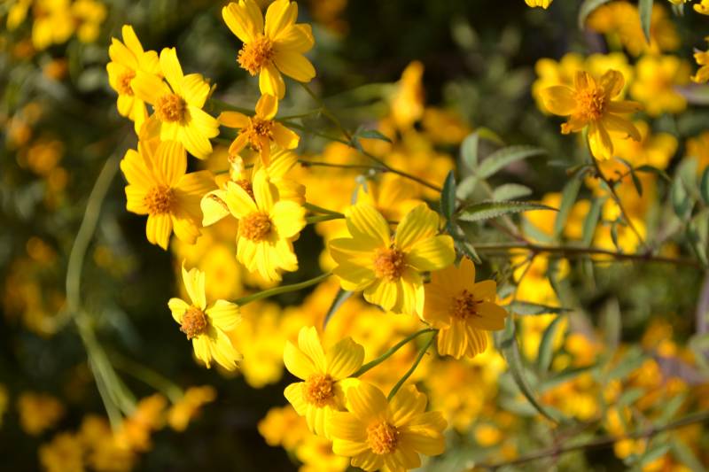 金黄花海绽放图片