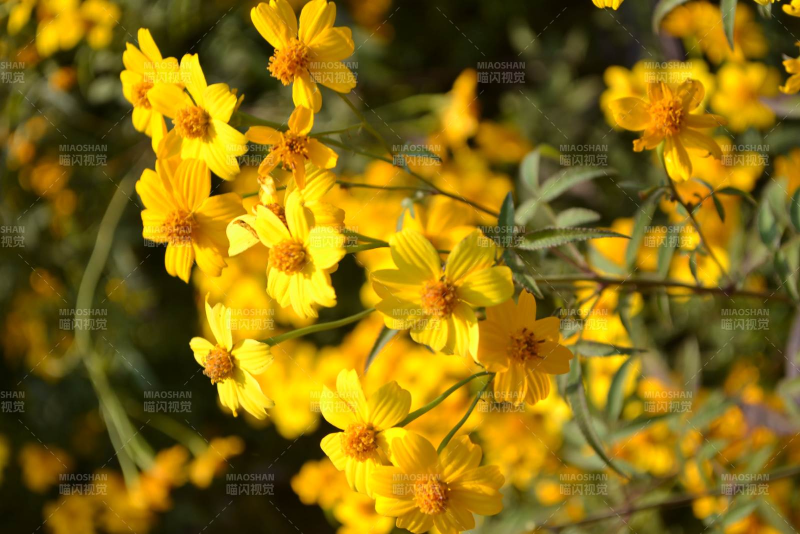 金黄花海绽放图片