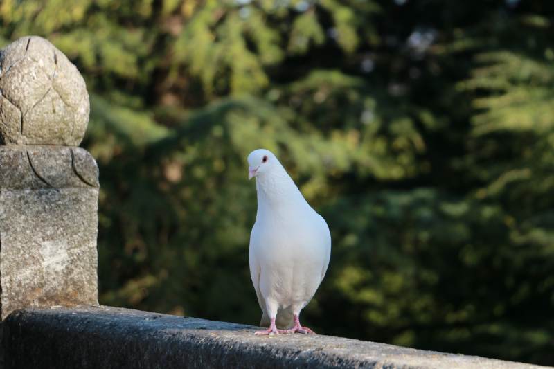白鸽静立石栏上图片