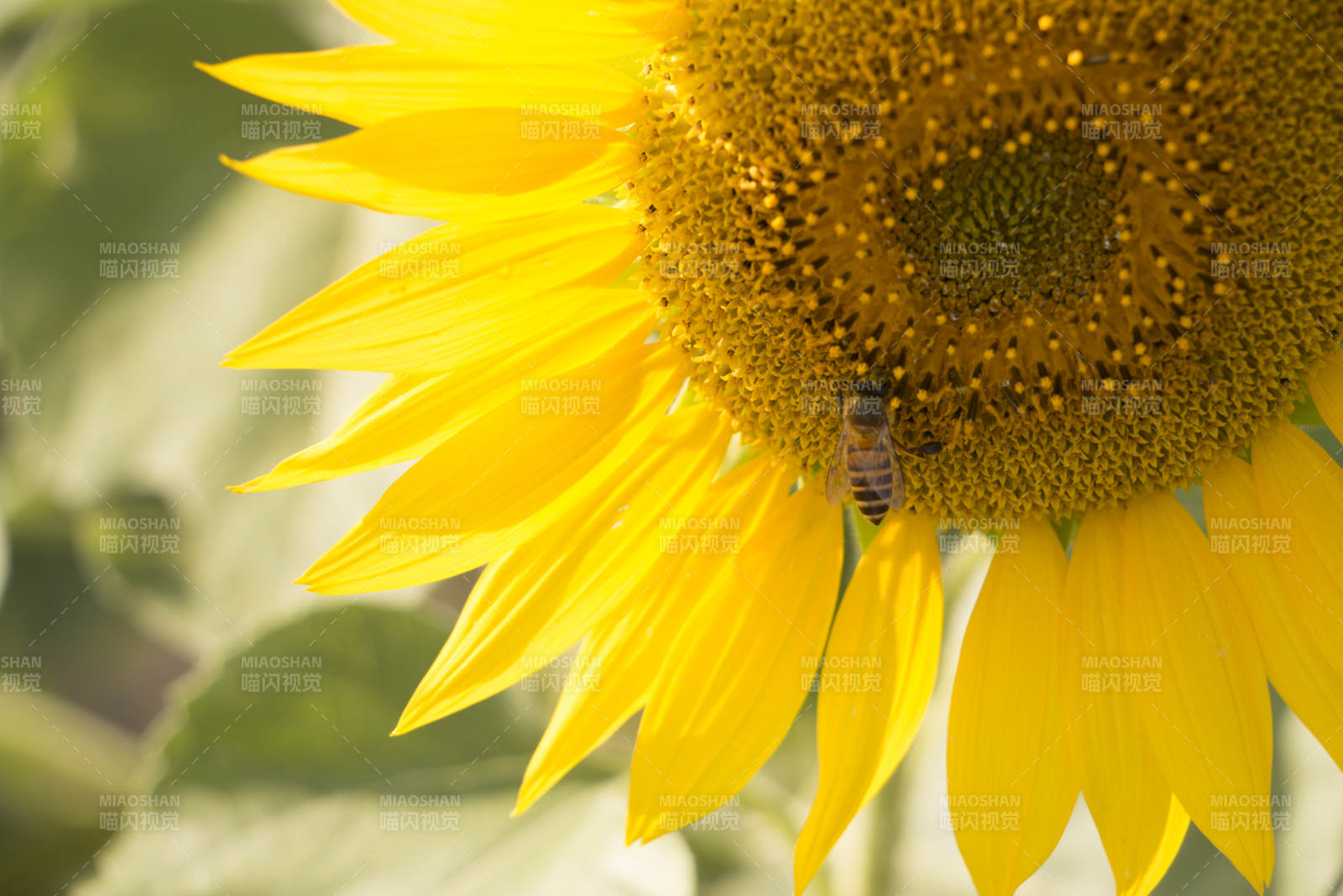 蜜蜂采蜜向日葵图片
