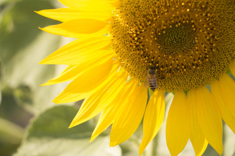 蜜蜂采蜜向日葵图片