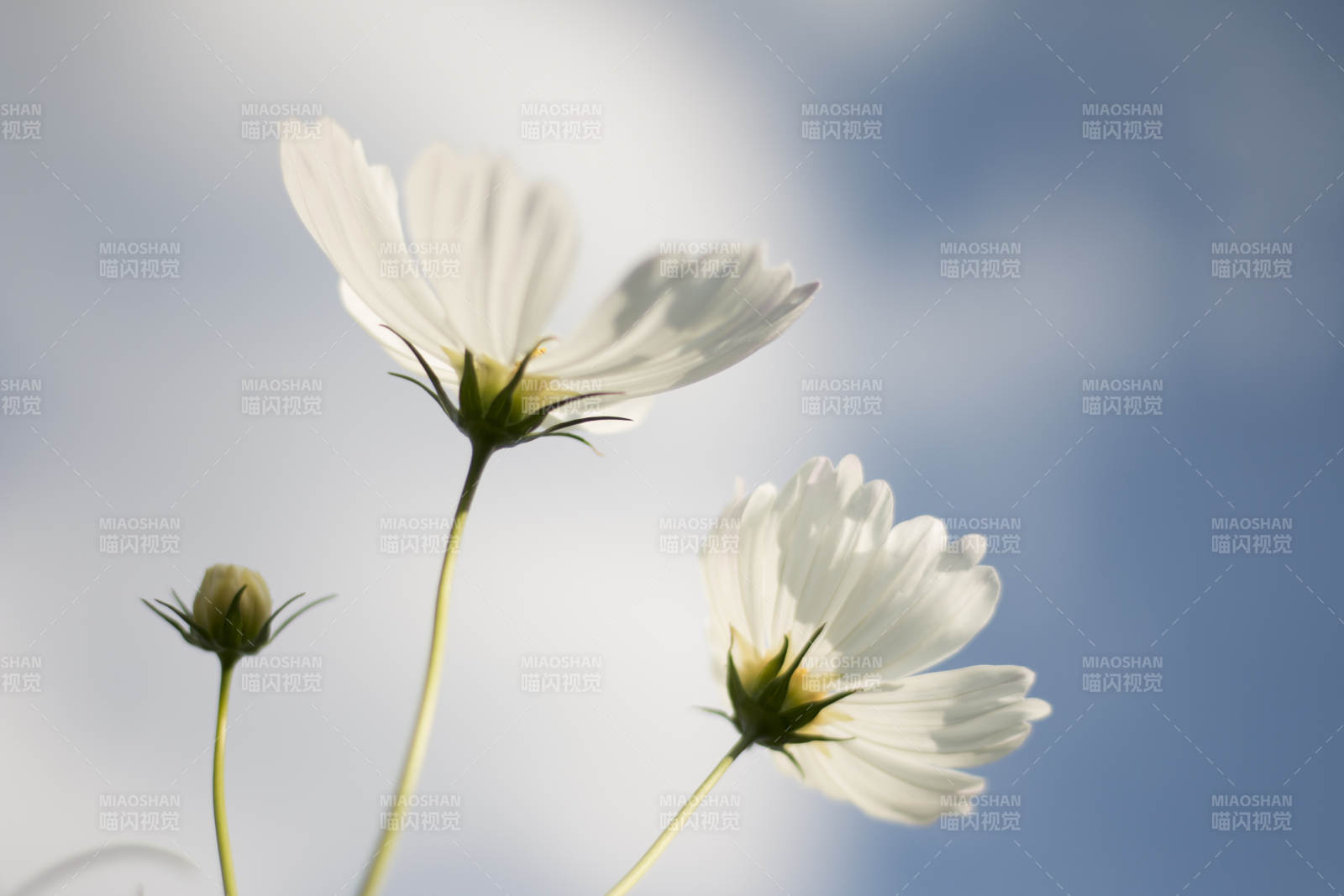 白花迎风绽放图片