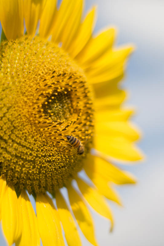 蜜蜂采蜜向日葵图片
