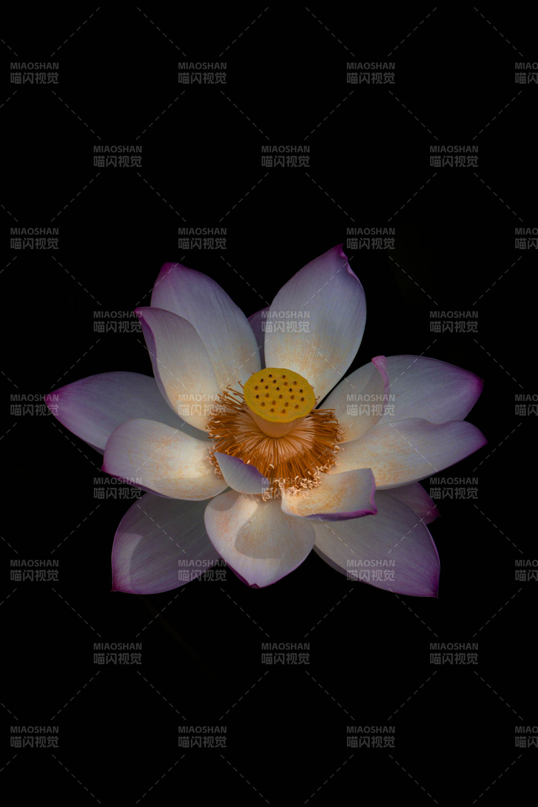 莲花绽放于暗夜图片