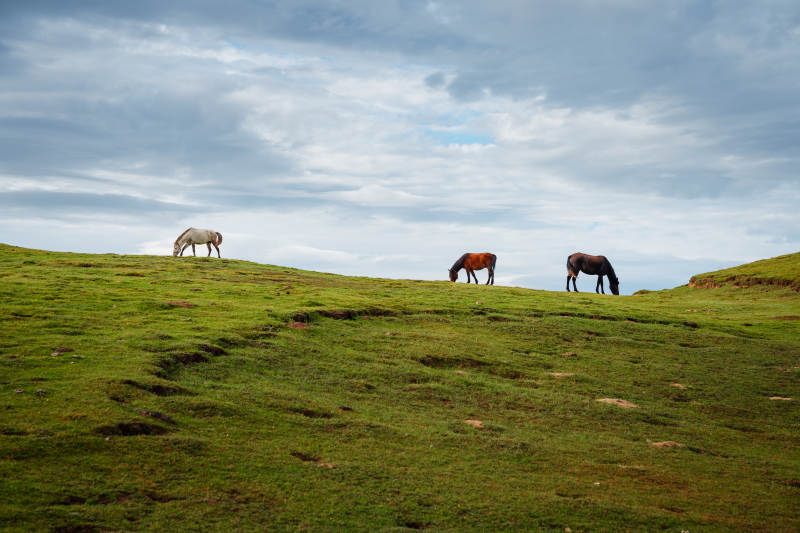 草原上的三匹马图片