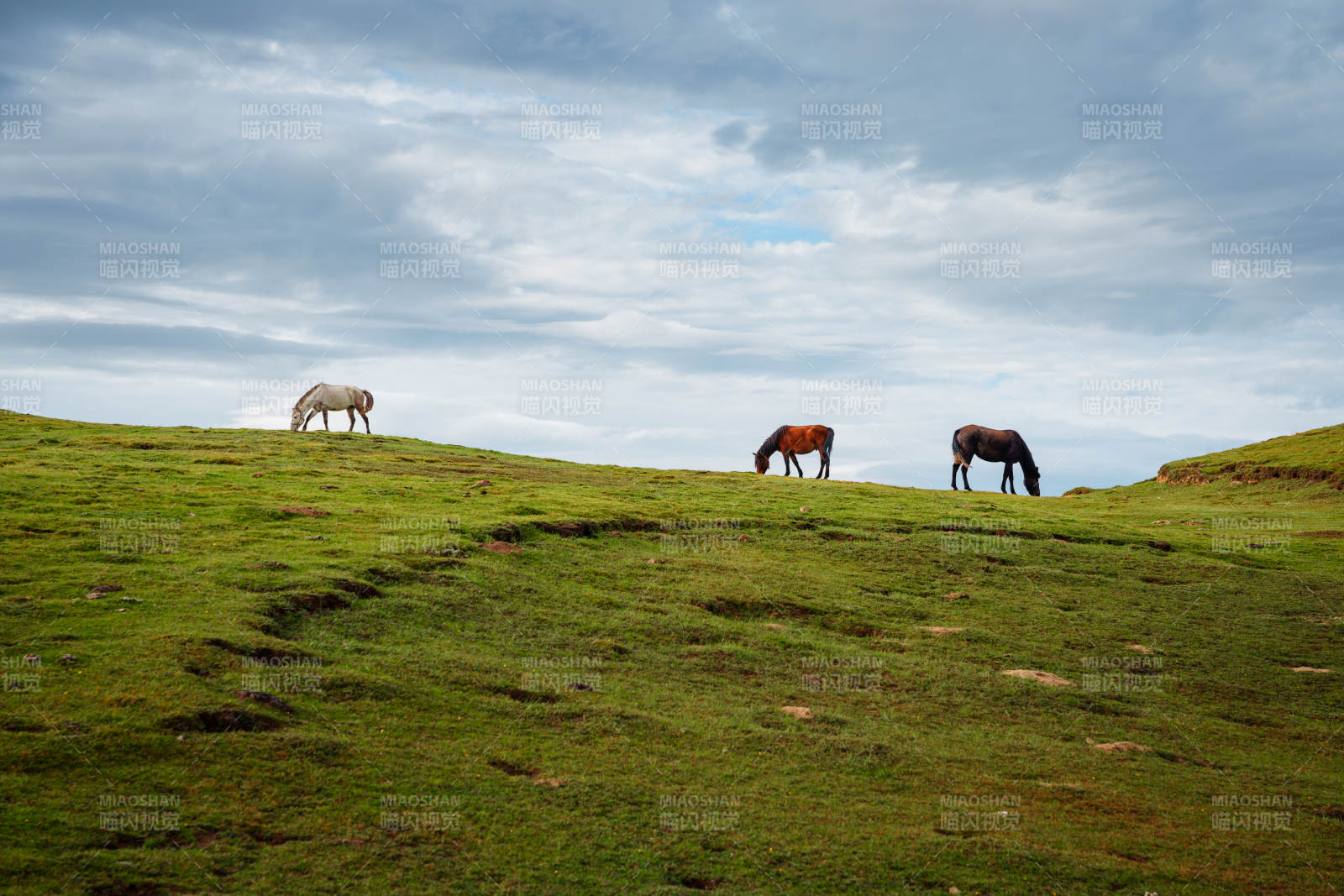 草原上的三匹马图片