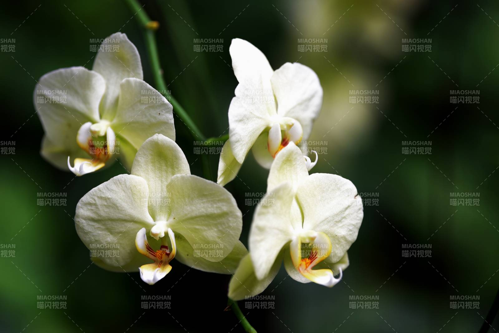 淡雅白兰花绽放图片