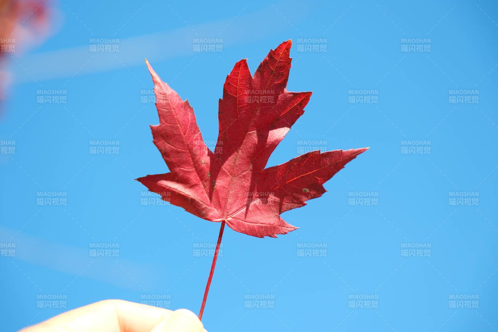 红叶映蓝天图片