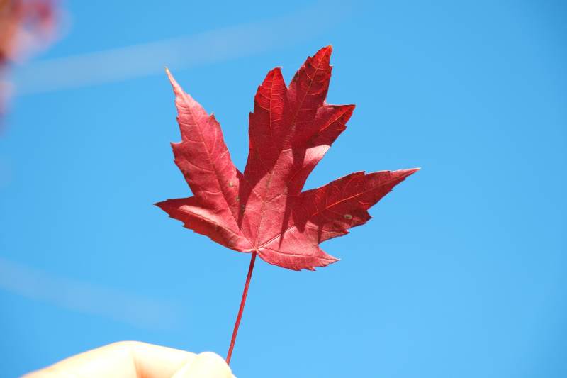 红叶映蓝天图片