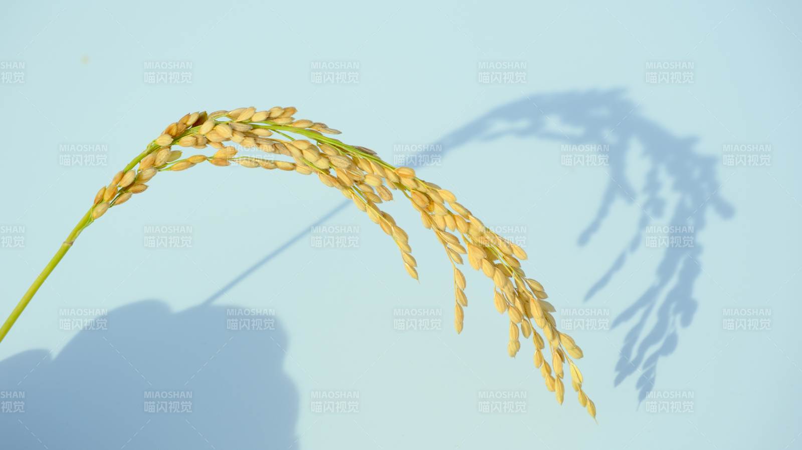 稻穗轻垂影图片