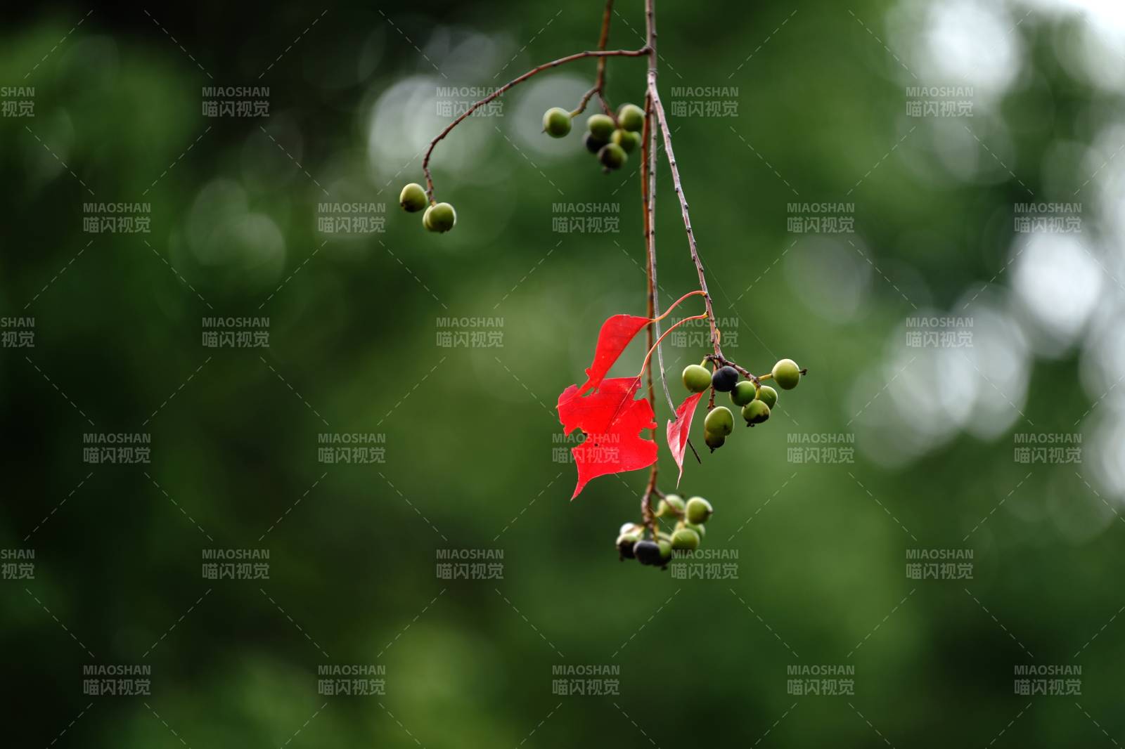 红叶绿果枝头挂图片