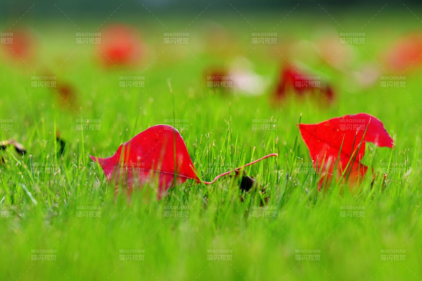 红叶绿草相映成趣图片