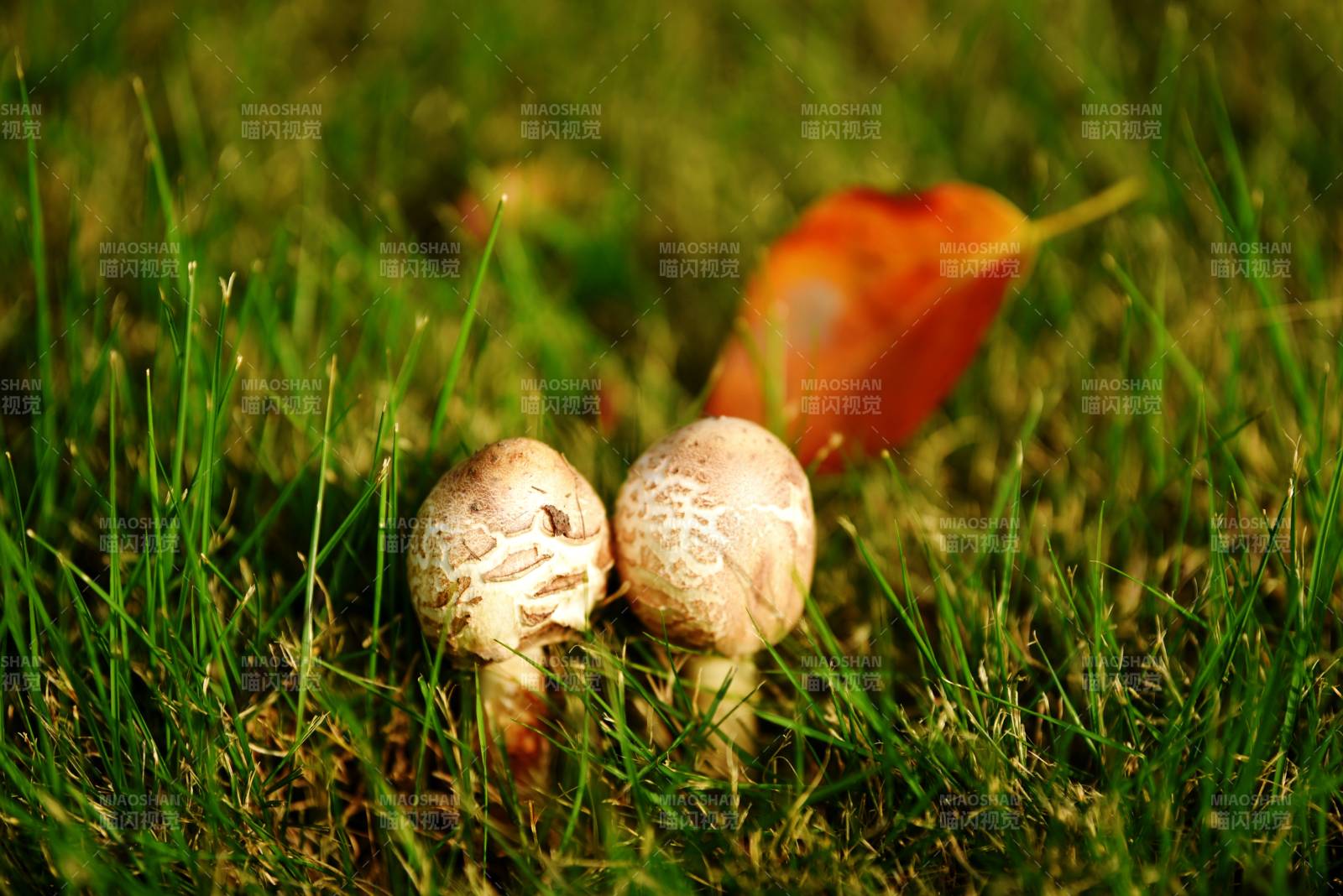 草间双菇伴落叶图片