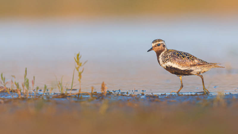 金鸻湿地觅食 欧金鸻，辽宁辽中图片