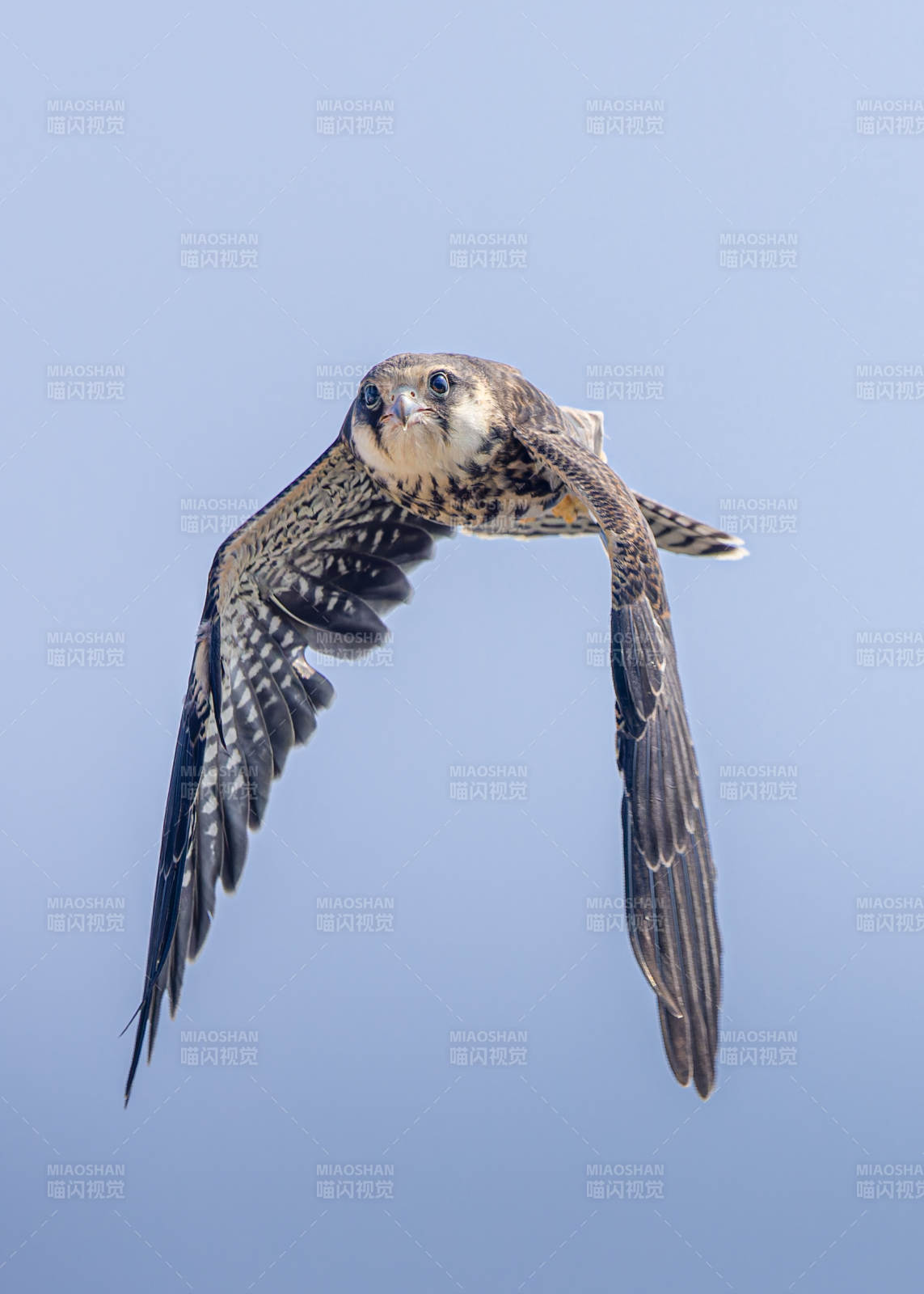 翱翔的猛禽图片