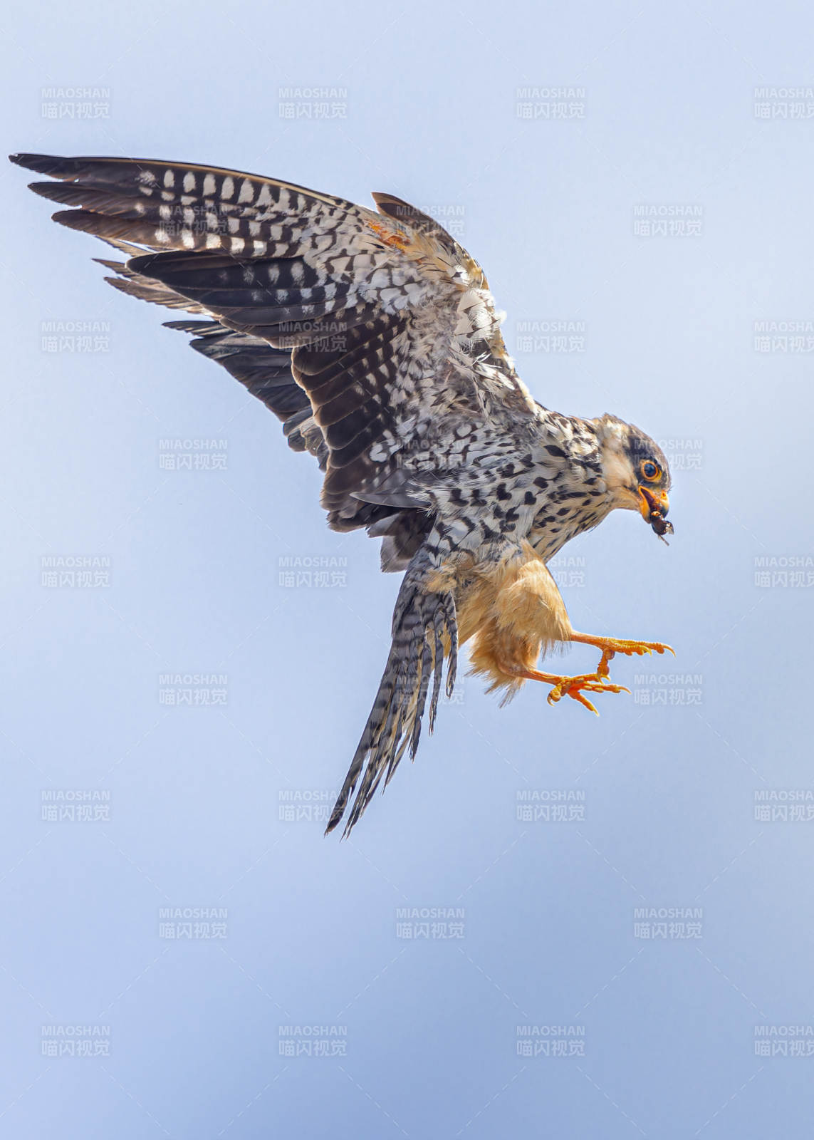 猎鹰翱翔天际图片