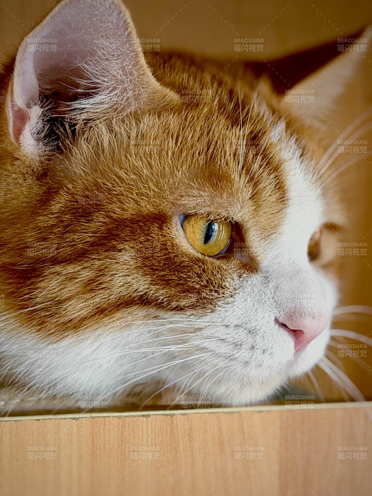 橙白猫凝视远方图片