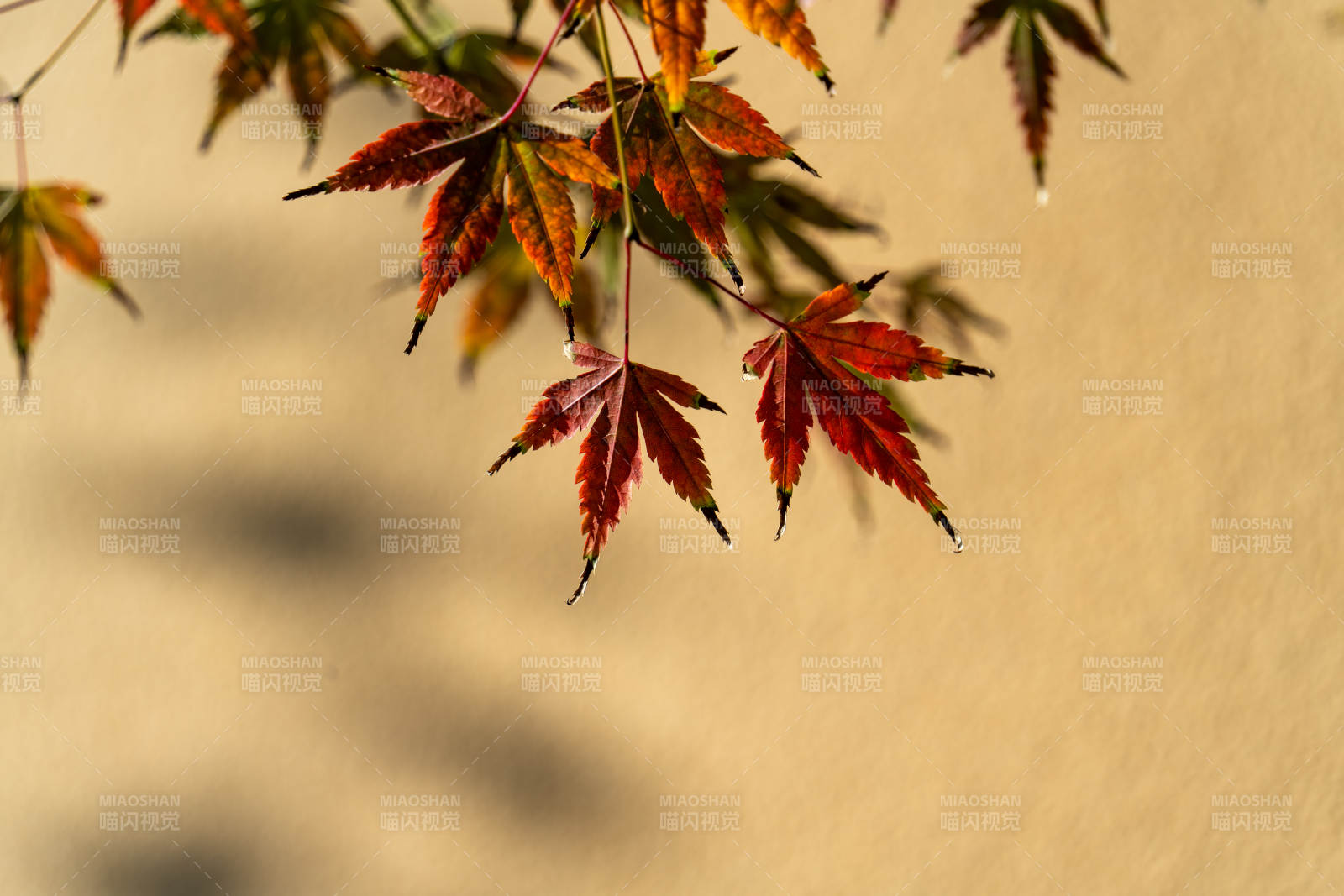 秋叶映墙影图片