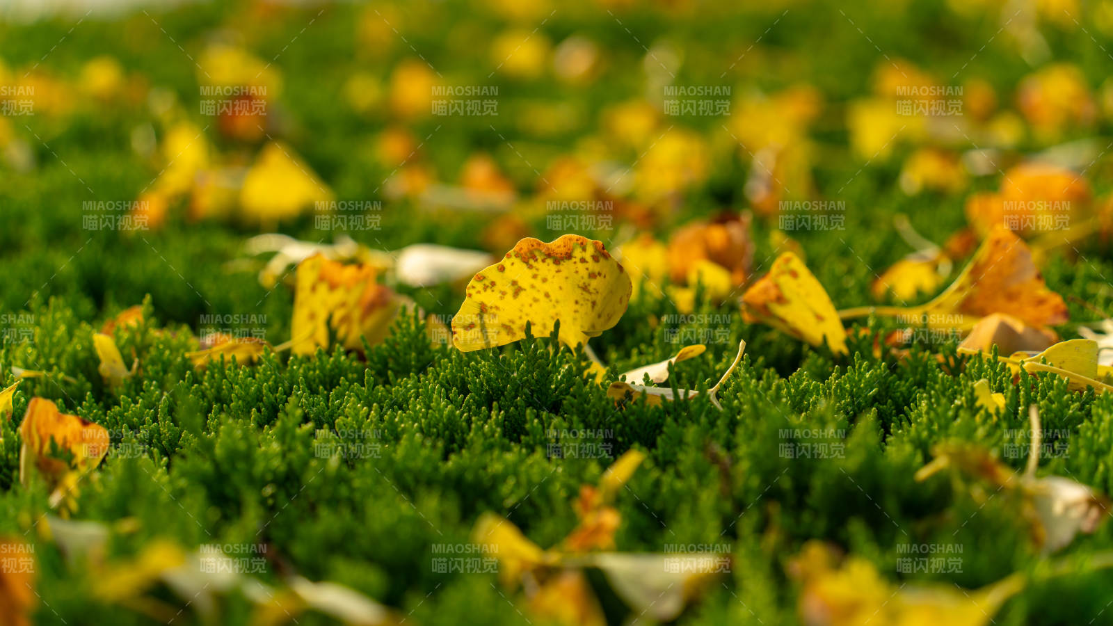 秋叶铺满绿草地图片