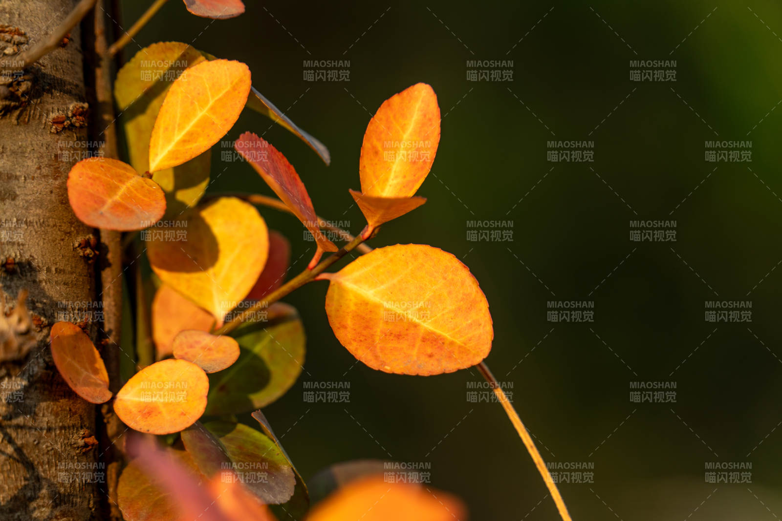 秋叶映树 光影斑驳图片