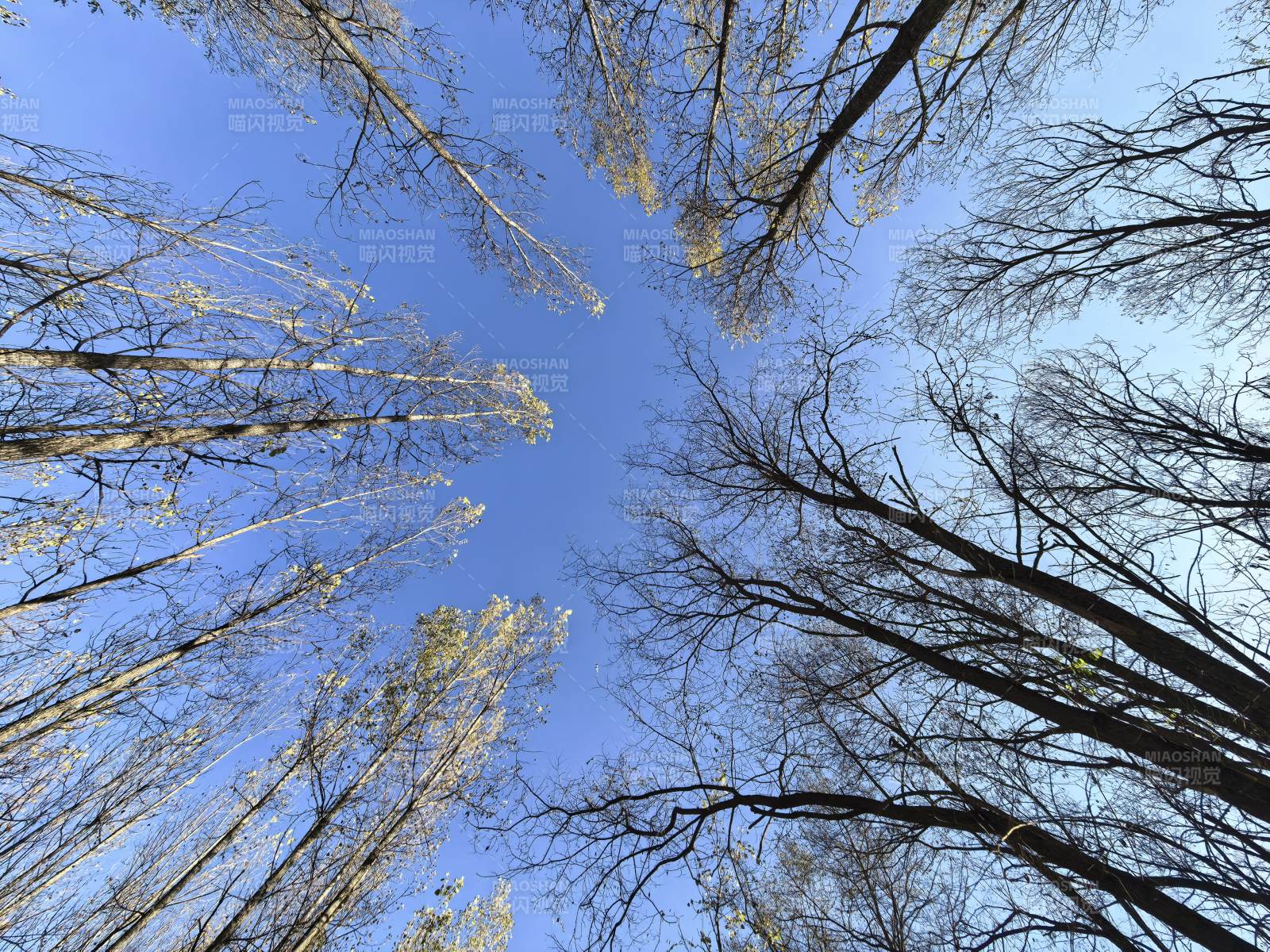 仰望蓝天树梢图片