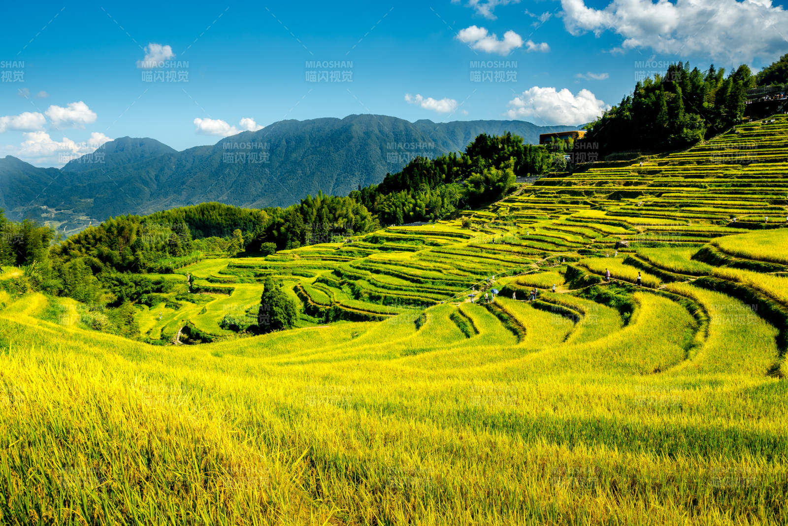 金秋云和梯田风光图片