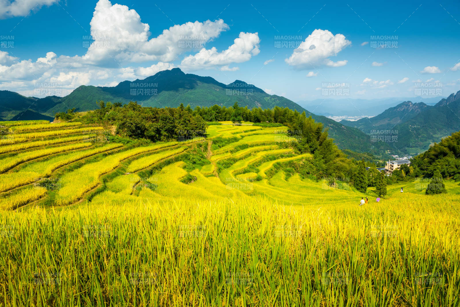 金秋云和梯田风光图片