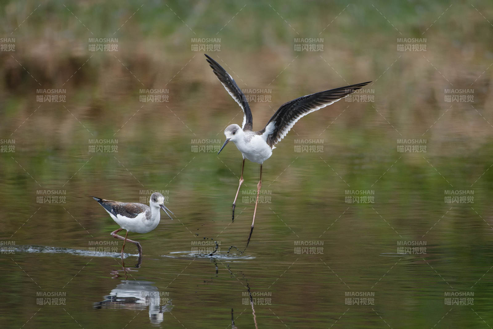 黑翅长脚鹬栖息水边图片