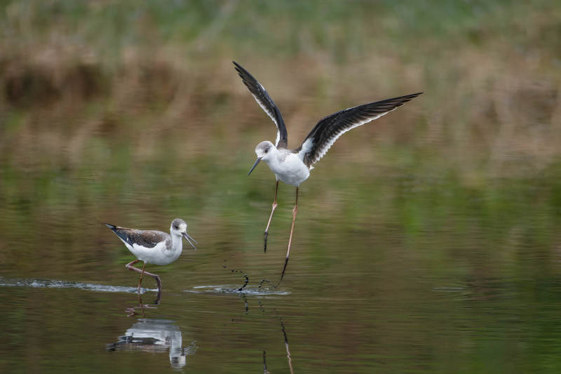 黑翅长脚鹬栖息水边图片