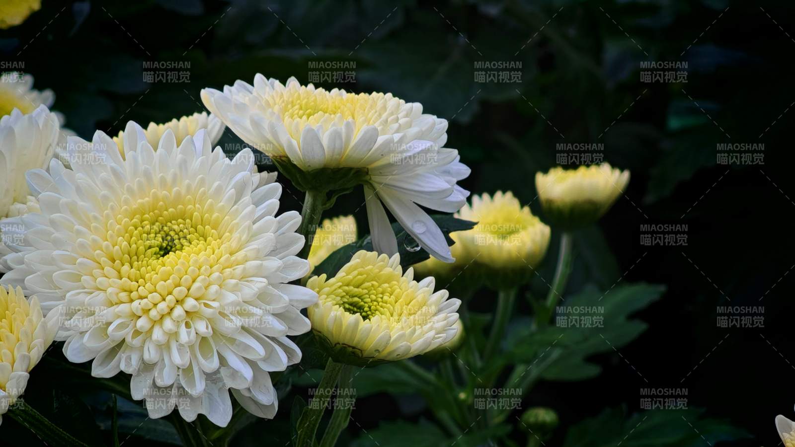 黄白菊花绽放图片