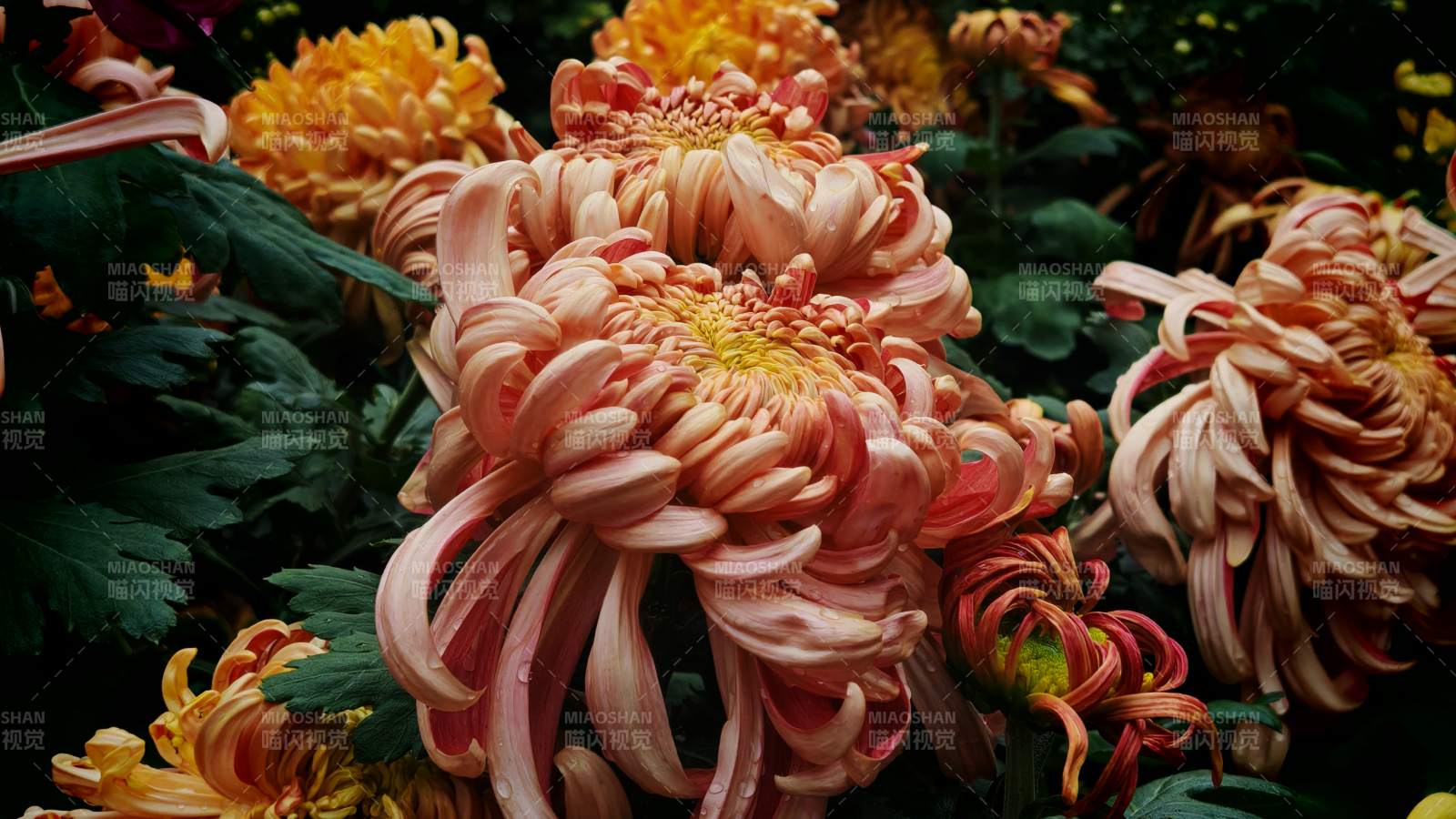 秋菊绽放 色彩斑斓图片