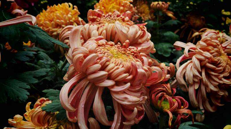 秋菊绽放 色彩斑斓图片