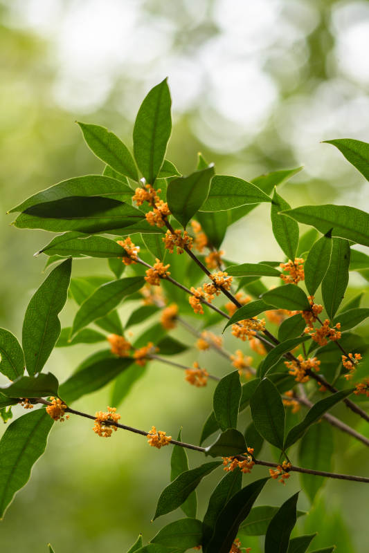 桂花枝头绽放图片