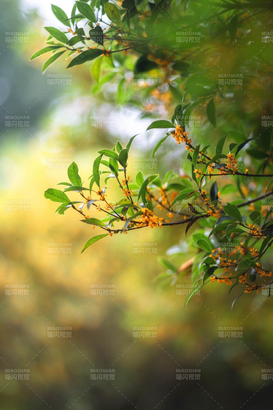 金秋桂香满枝头图片