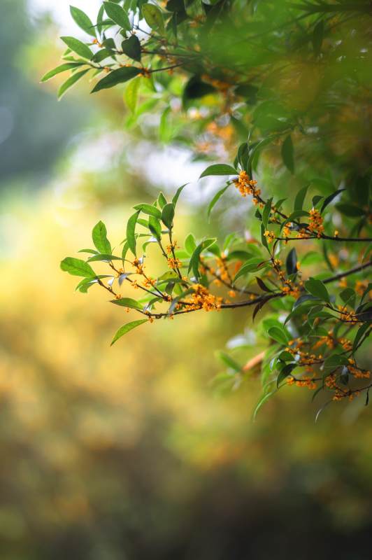 金秋桂香满枝头图片