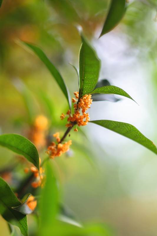 桂花绽放枝头图片