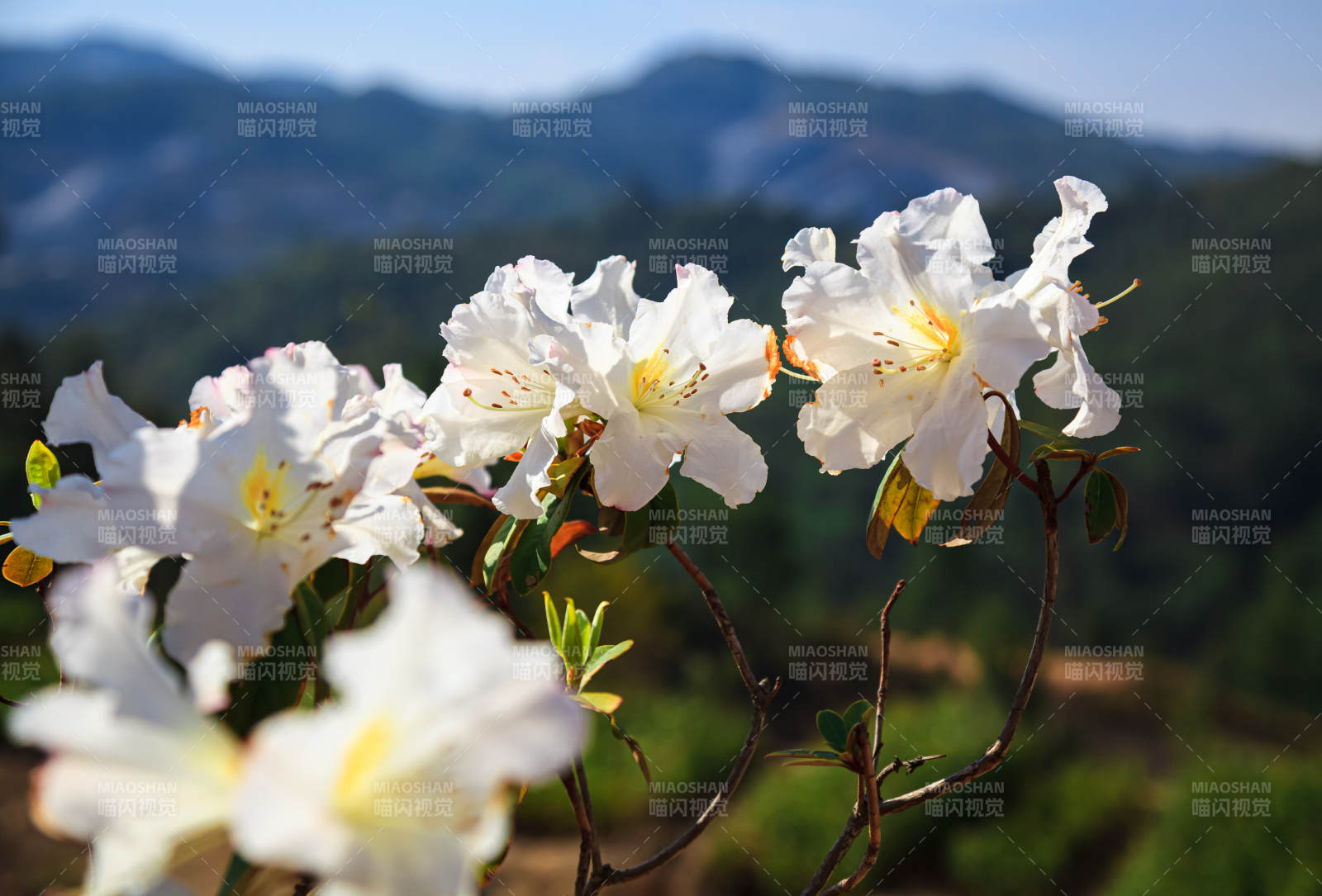 山间白花绽放图片