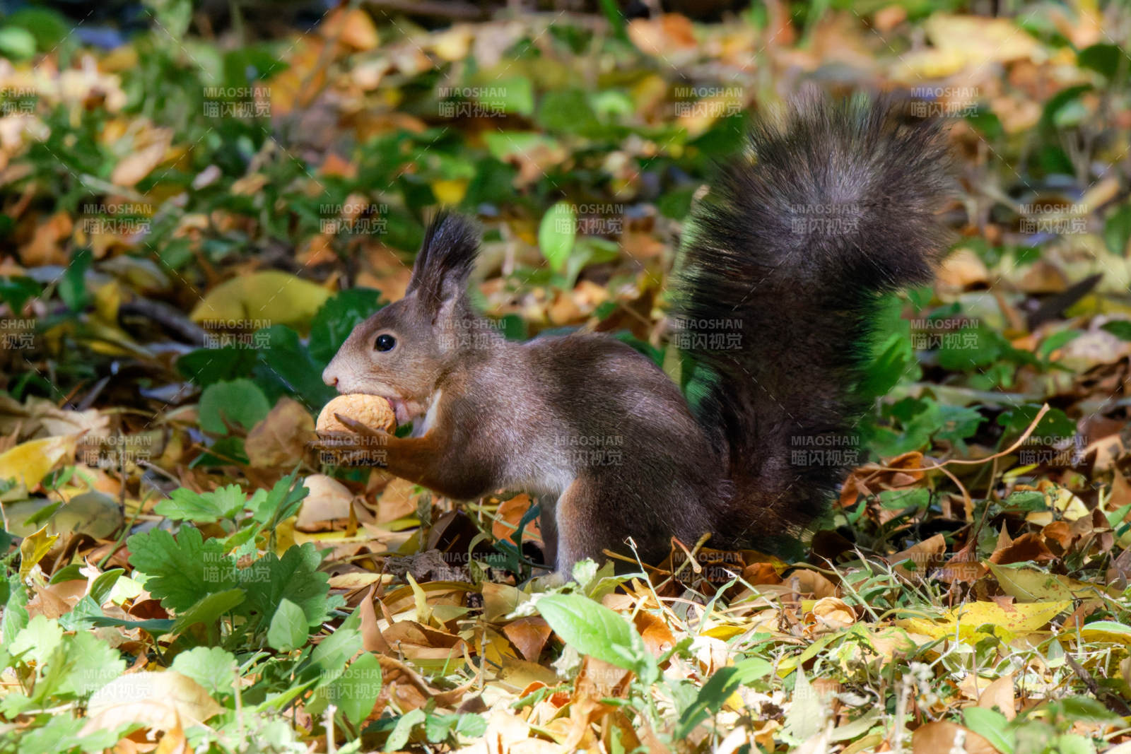 松鼠衔坚果图片