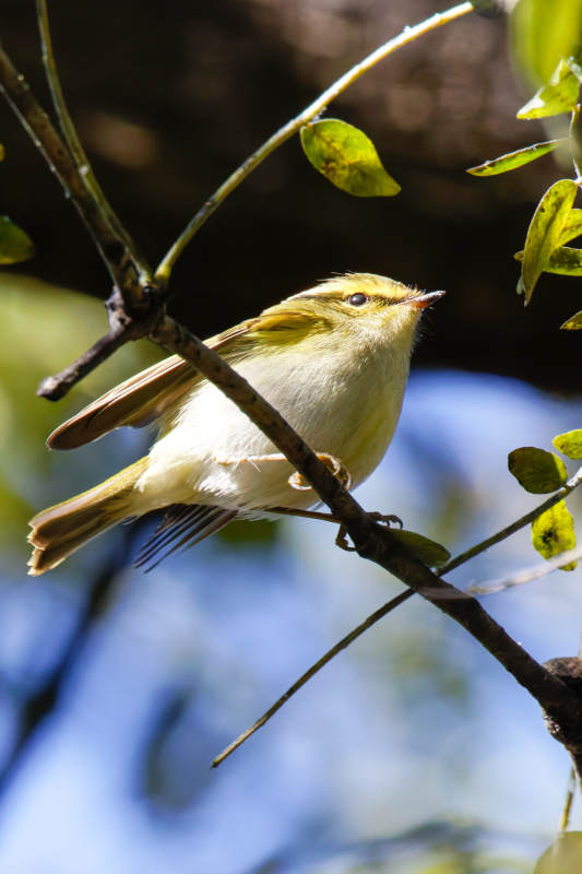 柳莺栖枝头图片