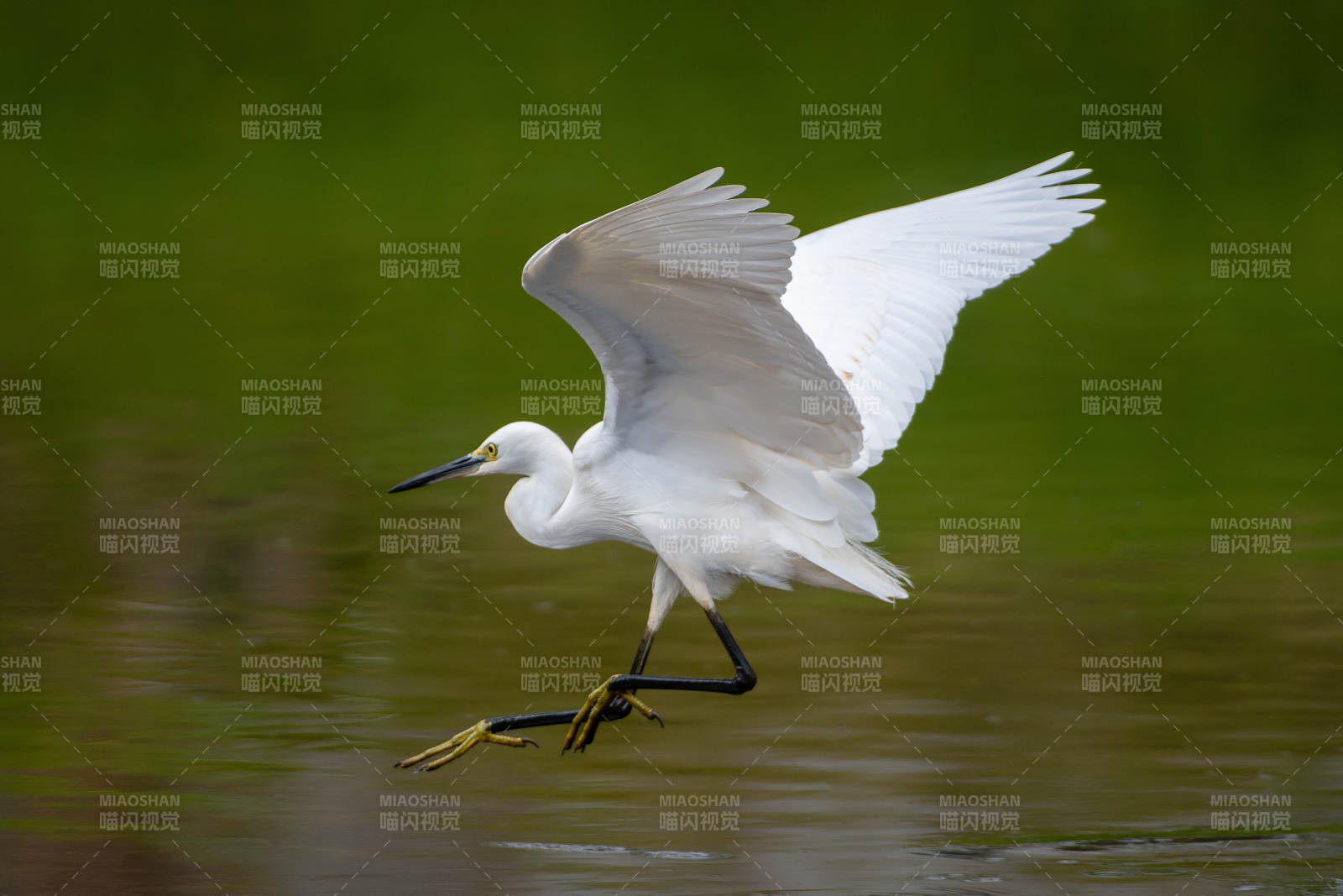 白鹭展翅掠水图片