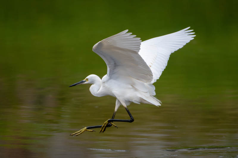 白鹭展翅掠水图片