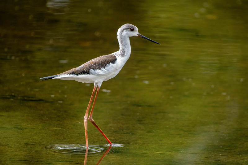 黑翅长脚鹬涉水图片