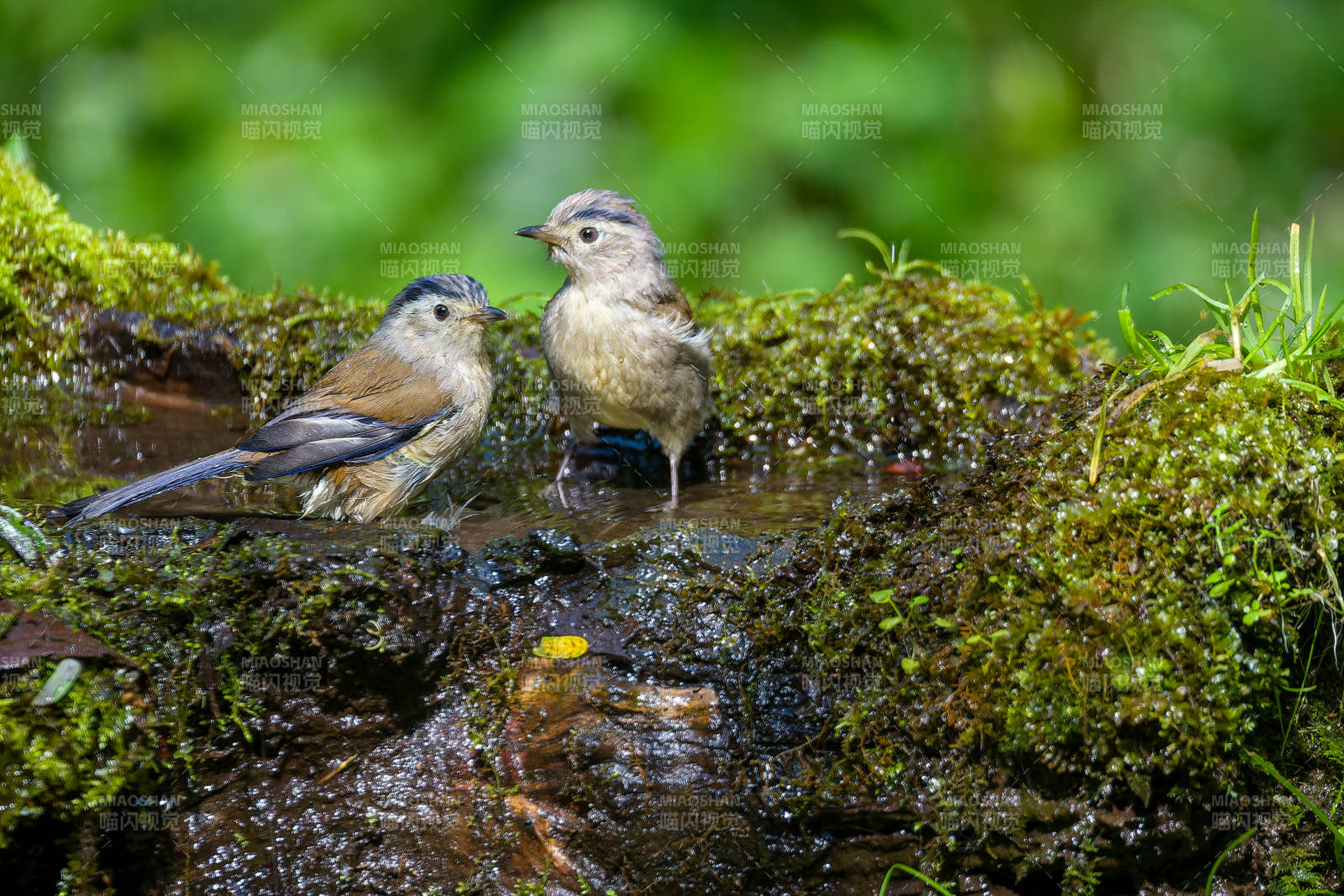 蓝翅希鹛溪边饮水图片