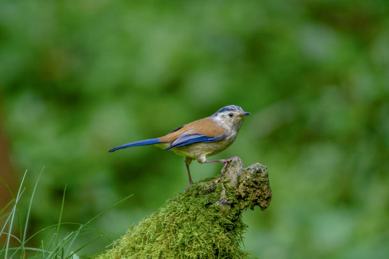 蓝翅希鹛栖息图片
