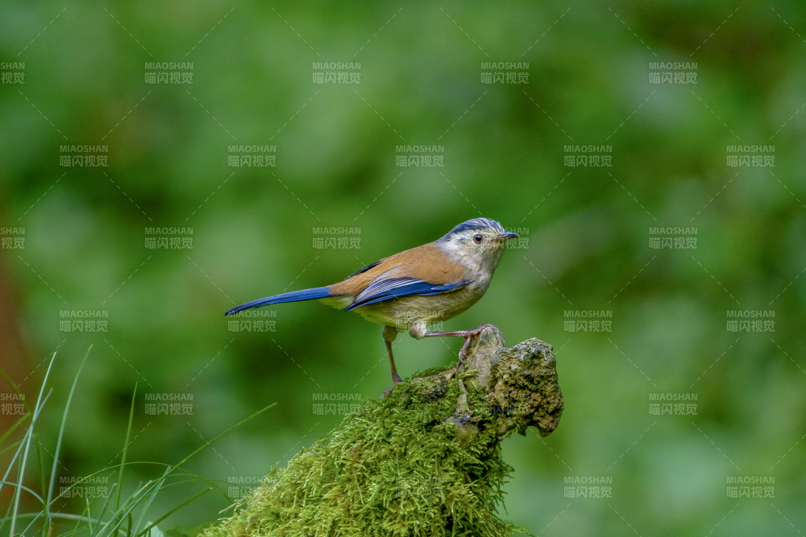 蓝翅希鹛栖息图片