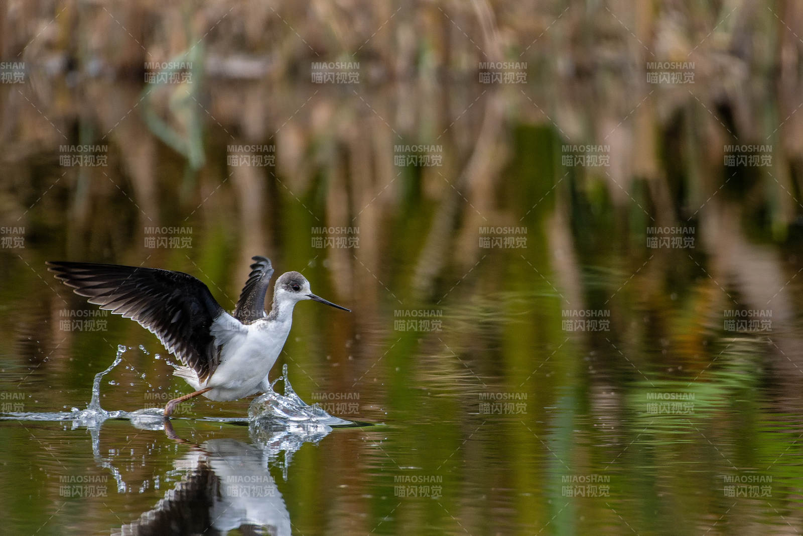 黑翅长脚鹬涉水图片
