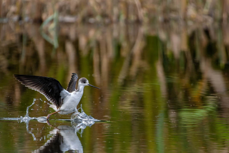 黑翅长脚鹬涉水图片