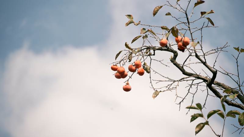 枝头橙果映蓝天图片